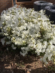 Rhododendron mucronatum