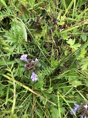 Glechoma hederacea