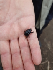 Anoplotrupes stercorosus