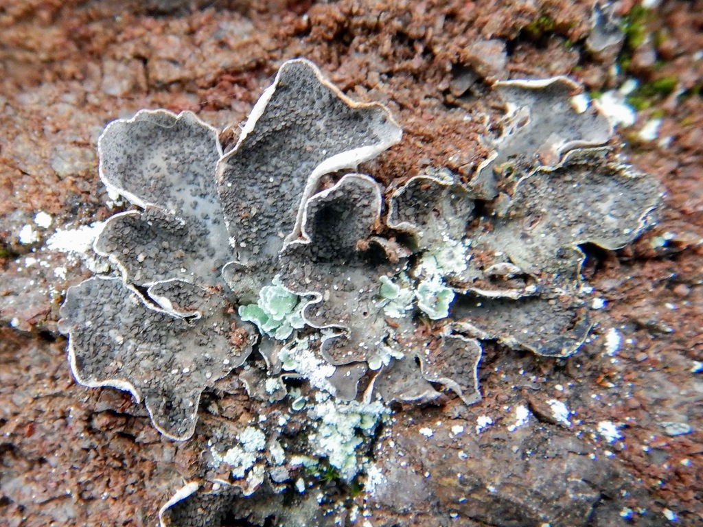scaly pelt lichen
