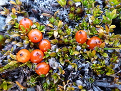 Coprosma perpusilla perpusilla