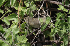 Certhidea fusca