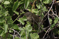 Certhidea fusca