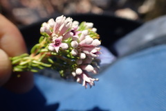 Phylica lachneaeoides