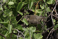 Certhidea fusca
