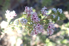 Phylica lachneaeoides