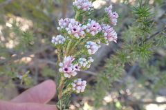 Phylica lachneaeoides