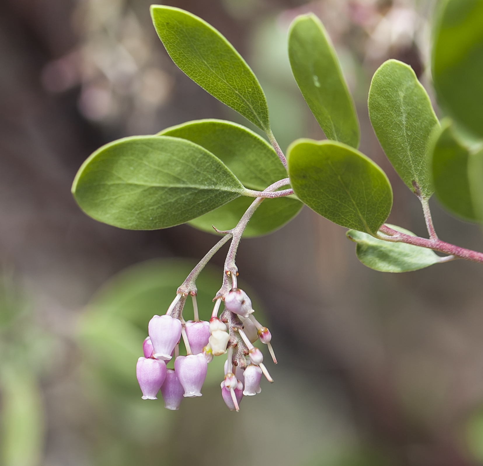 Arctostaphylos manzanita ssp. elegans