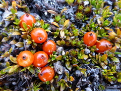 Coprosma perpusilla perpusilla
