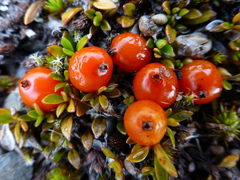 Coprosma perpusilla perpusilla