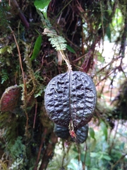 Lepanthes corrugata