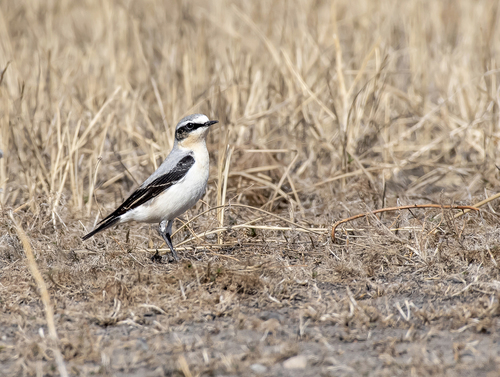 Northern Wheatear (Oenanthe oenanthe), photo 10