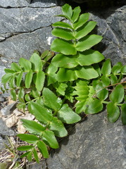 Gingidia montana
