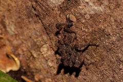 Poropterus parryi