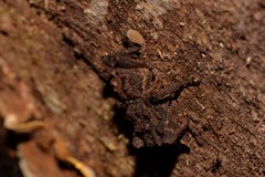Poropterus parryi