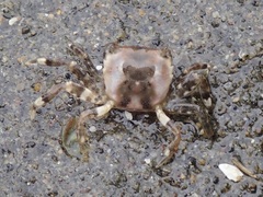 Hemigrapsus sanguineus
