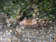 Hemigrapsus sanguineus