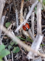 Coccinella septempunctata