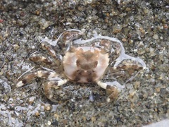 Hemigrapsus sanguineus