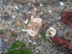 Hemigrapsus sanguineus