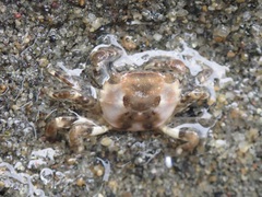 Hemigrapsus sanguineus