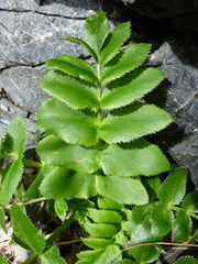 Gingidia montana
