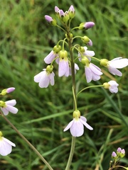 Cardamine pratensis