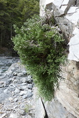 Helichrysum intermedium