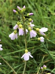 Cardamine pratensis