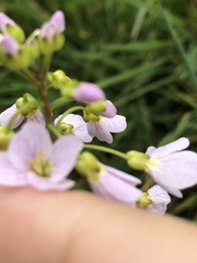 Cardamine pratensis