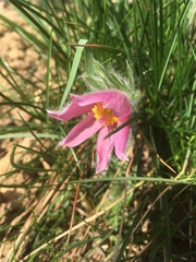 Pulsatilla vulgaris