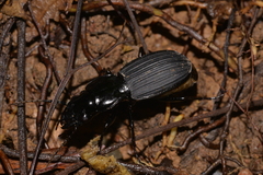 Trichosternus