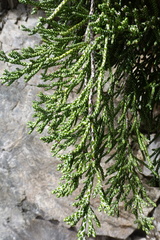 Helichrysum intermedium