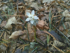 Eranthis stellata