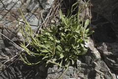 Parrya asperrima