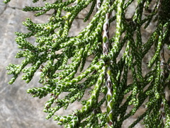 Helichrysum intermedium