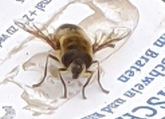 Eristalis tenax