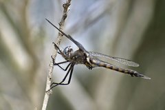 Epitheca petechialis