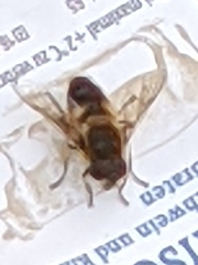 Eristalis tenax