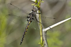 Epitheca petechialis