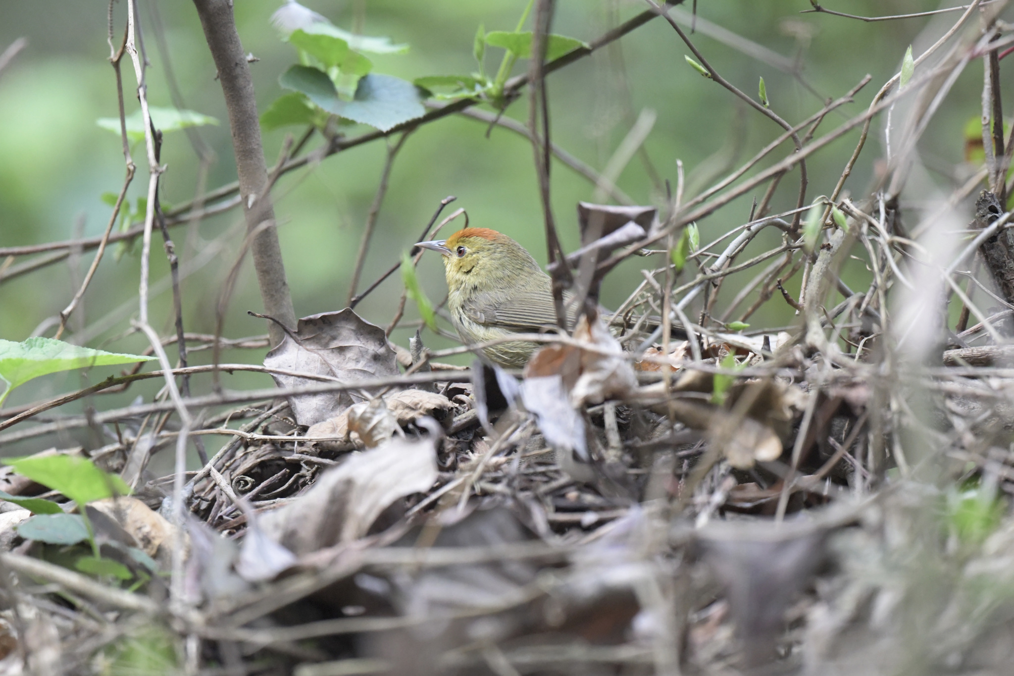 Rufous-capped Babbler