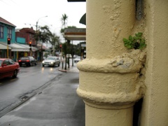 Asplenium appendiculatum maritimum