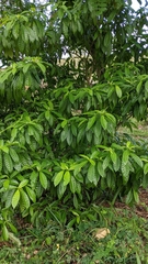 Tabernaemontana citrifolia