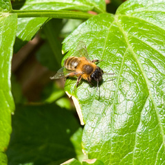 Andrena nigroaenea