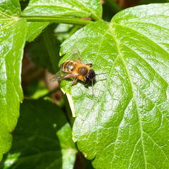Andrena nigroaenea