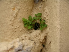 Asplenium appendiculatum maritimum