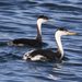 Western and Clark's Grebes - Photo (c) Robin Gwen Agarwal, some rights reserved (CC BY-NC), uploaded by Robin Gwen Agarwal