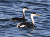 Western and Clark's Grebes - Photo (c) Robin Gwen Agarwal, some rights reserved (CC BY-NC), uploaded by Robin Gwen Agarwal