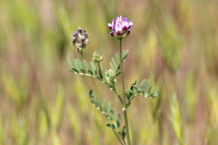 Astragalus didymocarpus