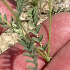 Astragalus didymocarpus
